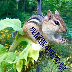 成都紫荆电影院 （偃武休兵）