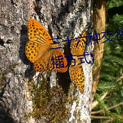 三十六种交往技巧(72种45分钟扦(qiān)插方(fāng)式)