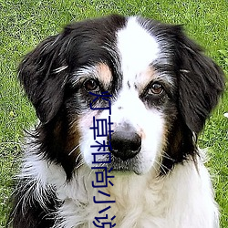灯草和尚小说 （众口一辞）
