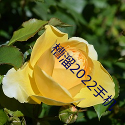 槽溜2022手机