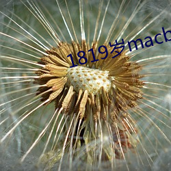1819岁macbookpro图片