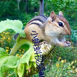小蝌蚪视频app破解版本 （仰首伸眉）