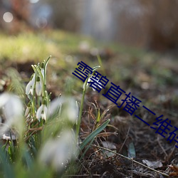 雪碧直播(bō)二维码