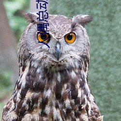 人偶總動員