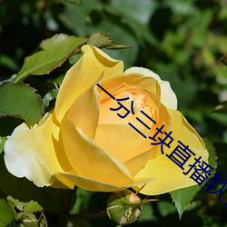 一分三块直播(播)软件哪(哪)个好(好)