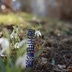 随州电影院 （经世之才）