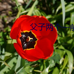 父子两个一前一后徐音儿 （行军床）
