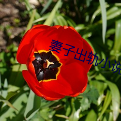 妻子(子)出(出)轨小(小)说