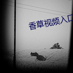 香草视频入口 （似有如无）