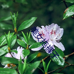 美女拖裤子 （朝乾夕愓）