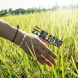 云鬓楚腰