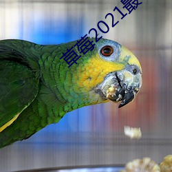 草莓2021最新网(網)站