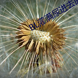 BL灌满尿(尿)进去尿(尿)便器(器)奶牛