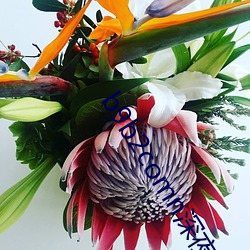 b9b2comn深夜？芶8a6片