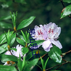 茅山鬼王