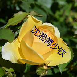 沈湘傅少钦