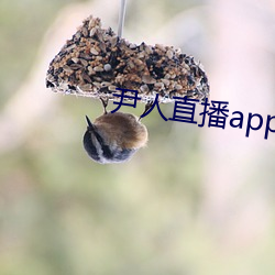 尹人直播app下载