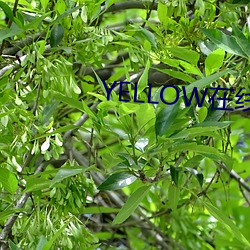 YELLOW在線觀看完整版視