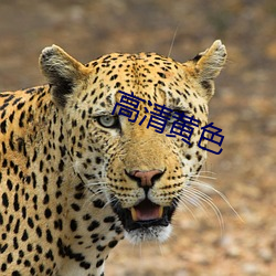 高清黄色