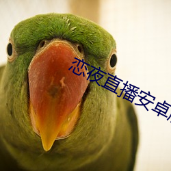 恋夜直播安卓版本