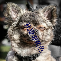 我愛你黃色