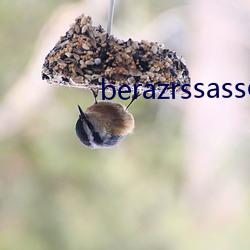 berazrssasses （软饮料）