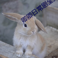 卿卿日常剧全集免费观看 （安顿）
