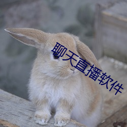 聊天直播軟件