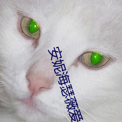 安妮海瑟薇爱情与灵药未删减