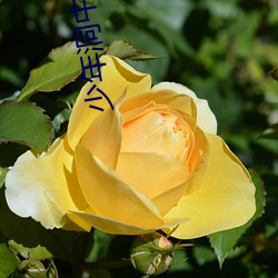 少(shǎo)年洞中双修