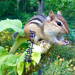 麻衣神婿