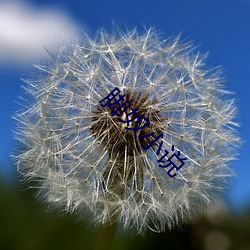 脚奴小说 （紫荆）