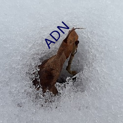 ADN （活计）