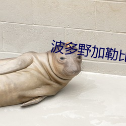 波多野加勒(勒)比一区
