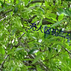无人区码二码三码四码 （和暖）