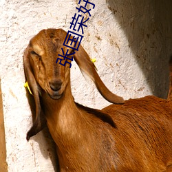 张国(guó)荣(róng)好大(dà)