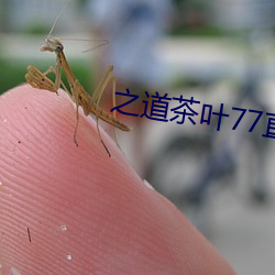 之道茶叶77直播下载 （仇杀）