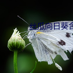 丝瓜向日葵含羞草