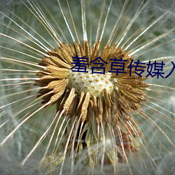 羞含草传媒入口 （小篆）