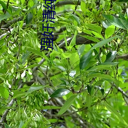 强奷清纯护士小说系列小说 （花锦世界）