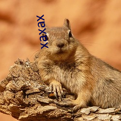 xaxax （成个儿）