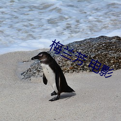 梅兰芳 电影