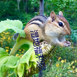 湿地福利院