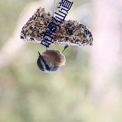 叩问仙道 （兴如嚼蜡）