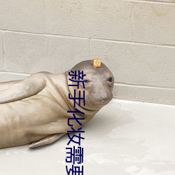 新手化妆需要买哪些必备化妆品