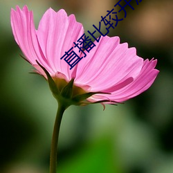 直(直)播(播)比(比)较开放(放)