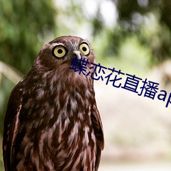 蝶恋花直播app下载安装