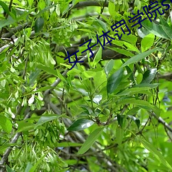 女(女)子体罚学院sp凯芯(芯)