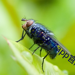 小(小)优茄(茄)子app官网下载(載)io