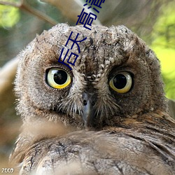后天 高清